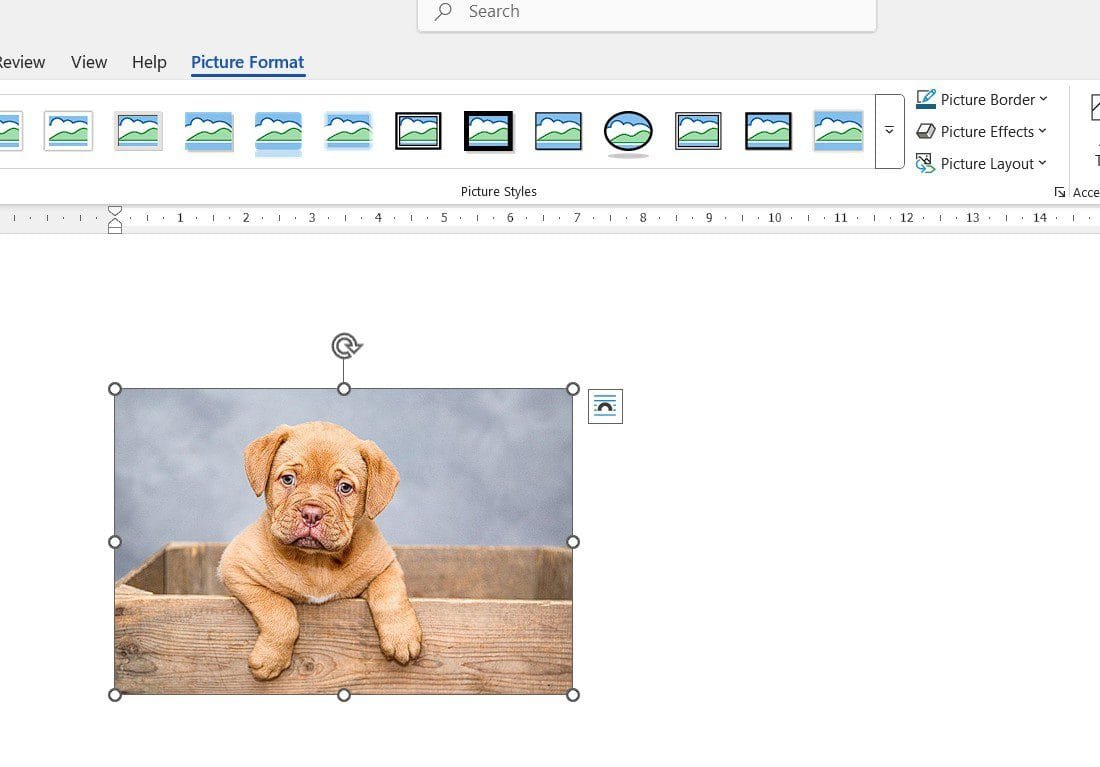 Picture Format tab used to move an image freely in Word