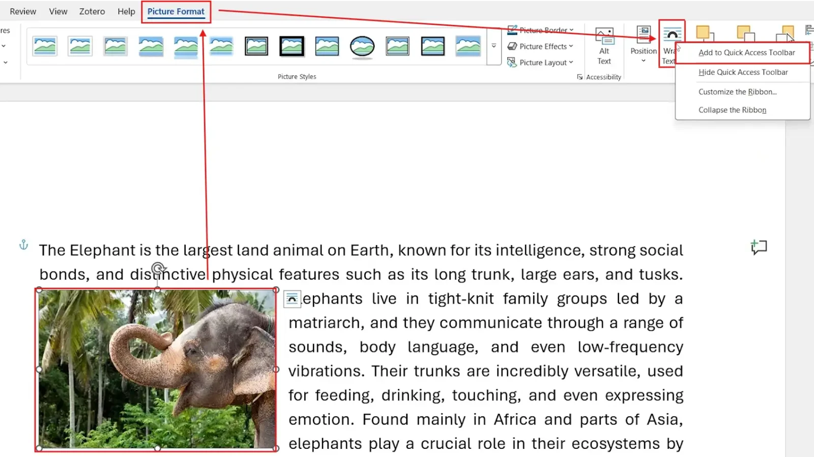 Microsoft Word Picture Format tab showing how to move a picture in Word by adding Wrap Text to the Quick Access Toolbar