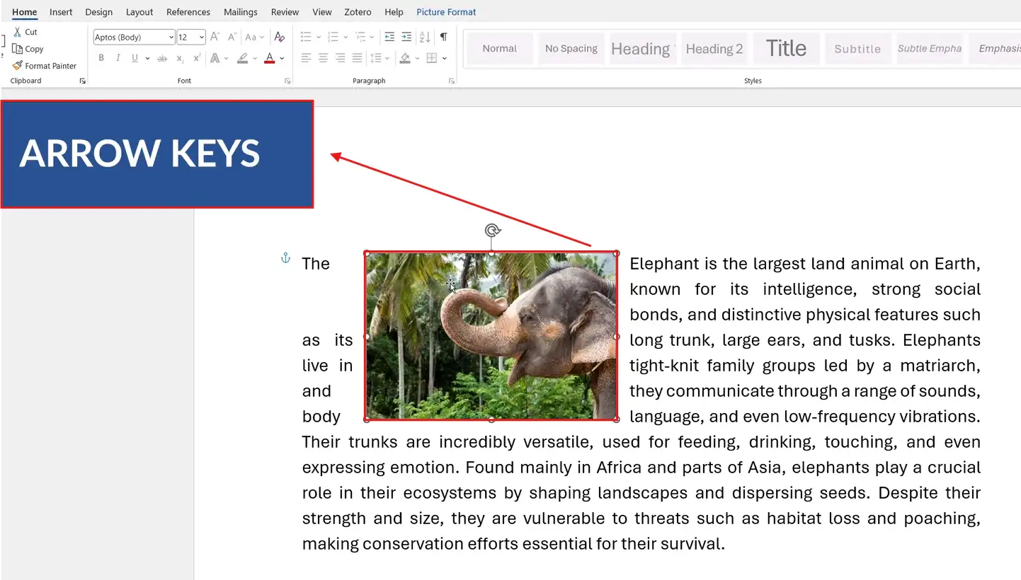 Microsoft Word document showing how to move a picture in Word using keyboard arrow keys for precise positioning