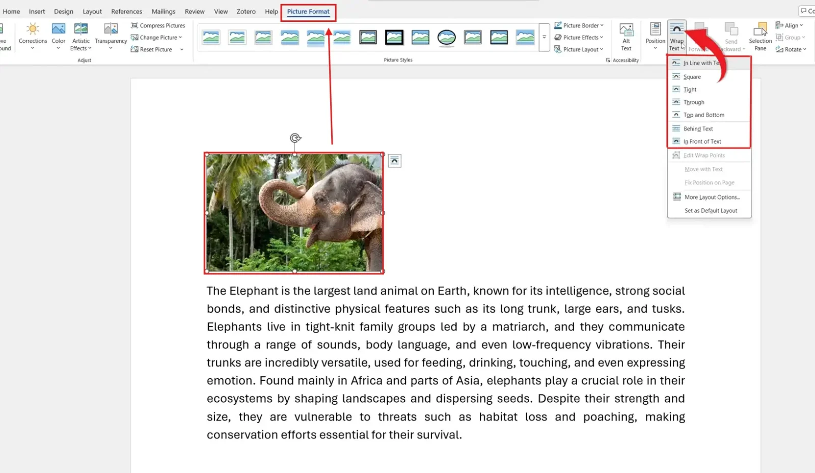Microsoft Word Picture Format tab showing the Wrap Text menu used to move a picture in Word